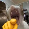 awokawokawok120