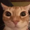 username_888888881