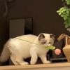 dasha_i2312