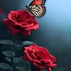 ayesha.yt63