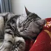 pipdekat10