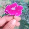 .maria.islam36