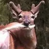 nathwholikesdeers
