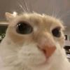 matias.root
