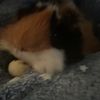 gizmo_lover3422