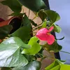 yolande243