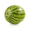 watermelonsimga