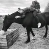 shelby_equestrianuk