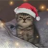 chrishqnntx