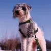 lexythenicedog