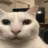 skibidi_pat28
