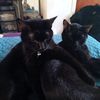cadillac.cats14