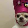 agaligexsagah