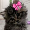 cutenesss2311111167