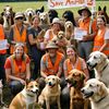 homeless animals shelter