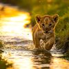 simba20162
