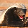 honey.badger867