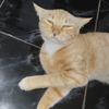 lapikganteng1