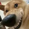 hoangbaoisme_8