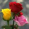 moyna.akter909
