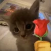 mama_mo503
