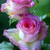 shwe.nwe10