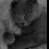 jerry_o32