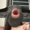 oreo_hanasua_com_khoai
