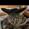 rai06021002