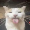 whos.nikola_
