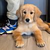 ricothegoldenretriever