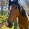 8wild_horse_island
