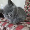 albert.salloum7
