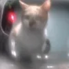 thecatguyy3