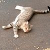 gato48606