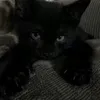 miumiu_kirill_loshok