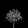 thorn.princes7