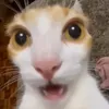 thanhduc_310