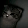 kaii_xyz2