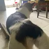 giaanhdthdangiucte