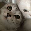 catno1r_12