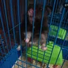 cat_1290