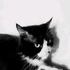 billa.billiard