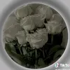 vnsyrfh