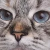 funnyrabbit13