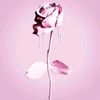 layoush77