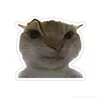 kittrnhanhkit