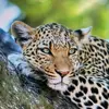 Animals Leopard