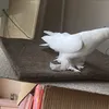 .mamayara