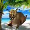 kitty_3kwitochka